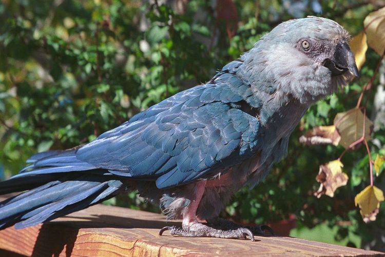 Beo Yang Menginpirasi Film Rio Itu Mati Intisari