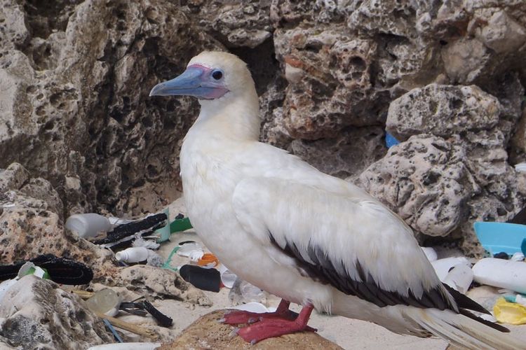 99% Burung Laut di Seluruh Dunia Akan Menelan Plastik pada 2050?