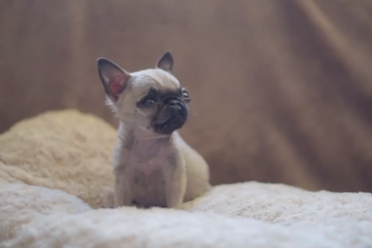 Pip Anjing Pug Terkecil Asal Inggris Yang Tingginya Hanya 10cm