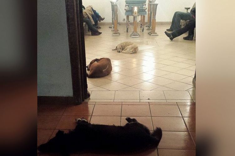 Sekelompok Anjing Liar Menjaga Rumah Duka Pecinta Binatang