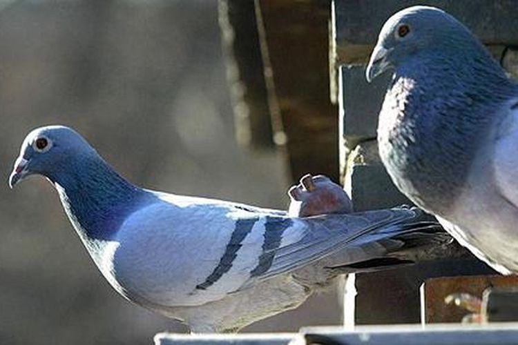 Unik Sekali Gereja Ini Memasang Gambar Aneh Agar Merpati Tidak Mengganggu Gereja Berhasilkah Semua Halaman Intisari Unik Sekali Gereja Ini Memasang Gambar Aneh Agar Merpati Tidak Mengganggu Gereja Berhasilkah Semua Halaman Intisari