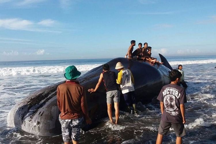 Sebelum Dievakuasi, Paus Sperma yang Terdampar di Bali Ini Dijadikan Objek Panjat-panjatan