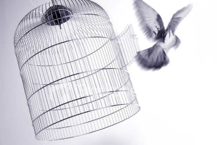 Kisah Burung Yang Terbang Bebas Intisari