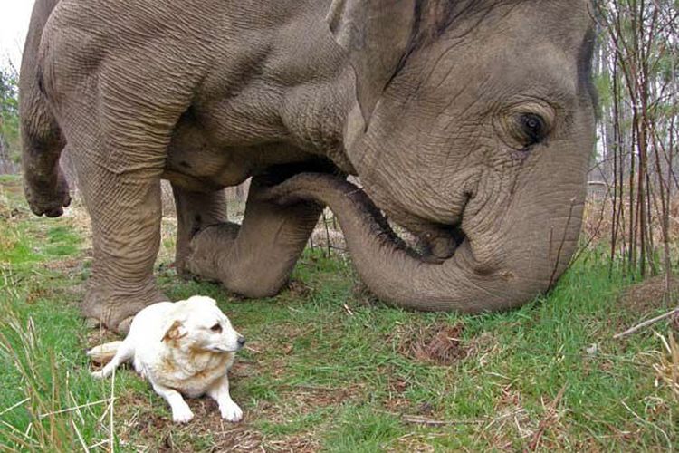 Kisah Gajah Mencari Teman Semua Halaman Intisari