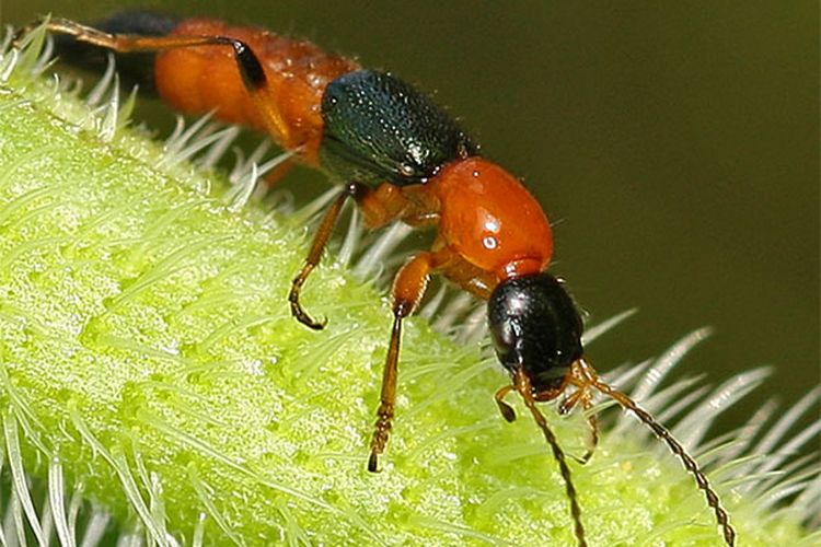 Jika Diserang Tomcat Intisari