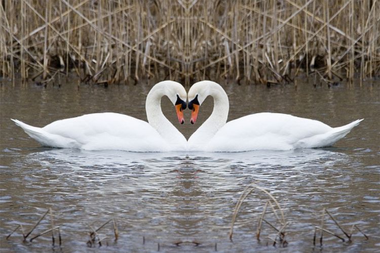 10 Hewan Yang Sangat Pemilih Tentang Seks 2 Intisari