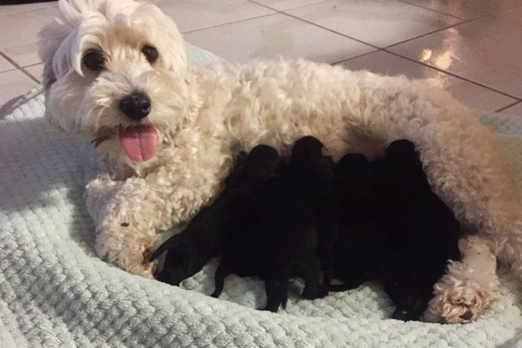 Pemilik Kaget Saat Dua Anjingnya Yang Putih Melahirkan Anjing