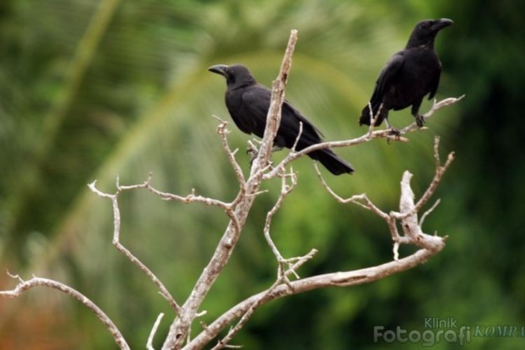 Sering Dianggap Burung Keramat Gagak Sebenarnya Merupakan Burung