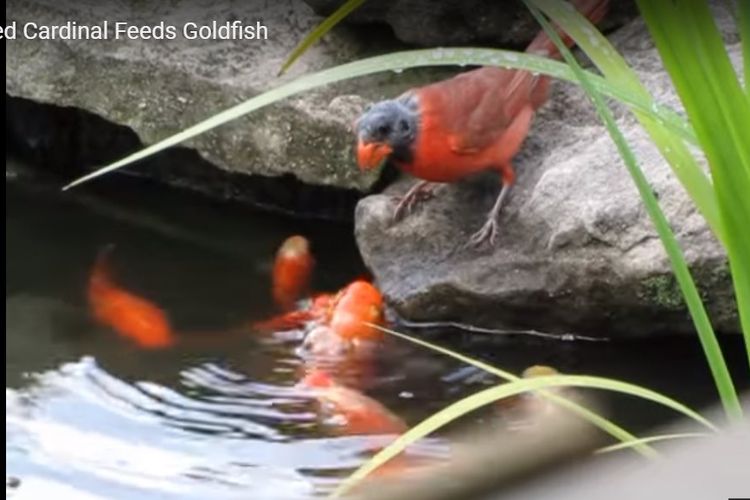 Video Masak Kita Kalah Sama Burung Kardinal Yang Peduli Dengan