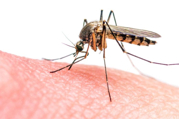 Wah Ternyata Nyamuk Bisa Mengingat Orang Yang Pernah Memukulnya
