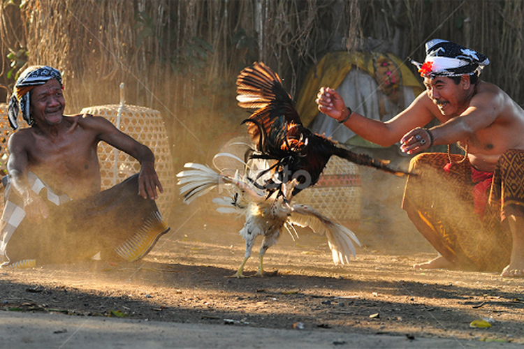 Sabung ayam, alias tajen, sudah lama tumbuh dan berkembang di Pulau Dewarta. Sejak belasan generasi sebelumnya hingga kini, tajen telah merasuk ke sebagian worga, terutama laki-laki.