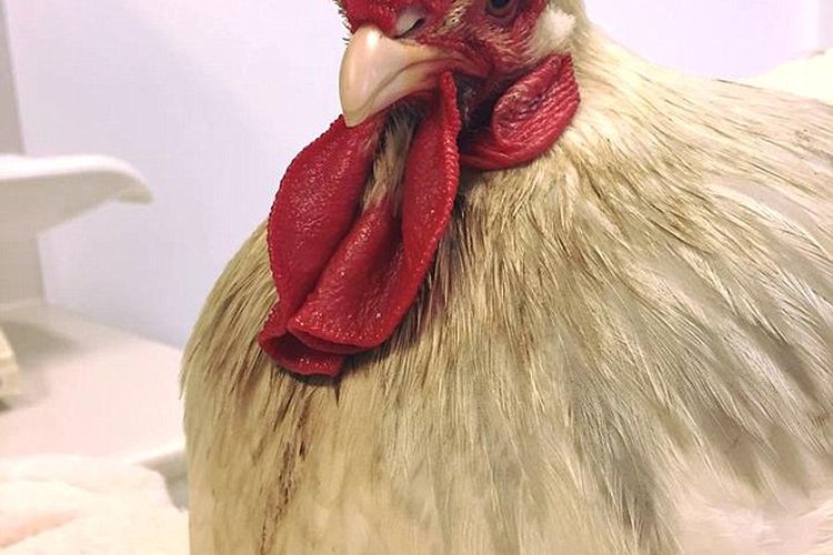 Ayam Betina Ini Menjadi Transeksual Karena Berubah Menjadi Ayam
