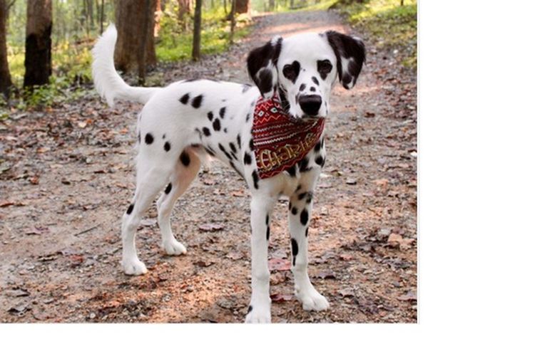 Unik Anjing Dalmatian Ini Memiliki Pola Berbentuk Hati Di Kedua