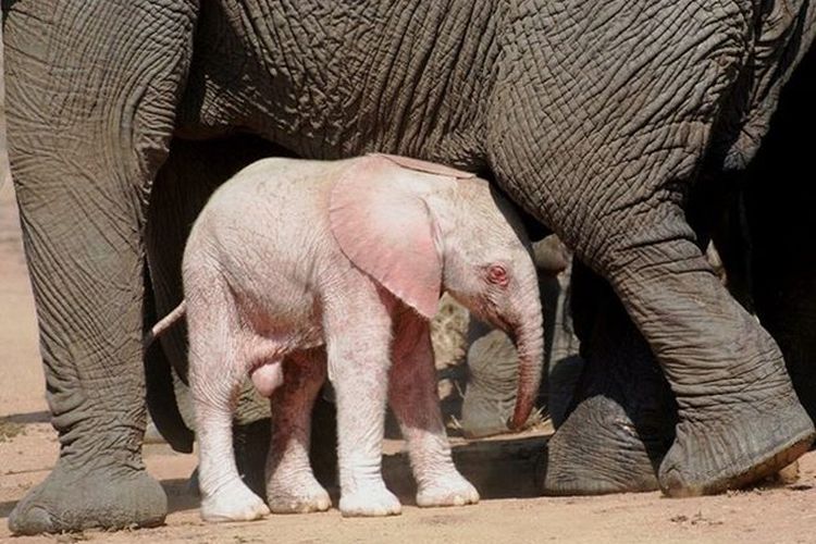 Bayi Gajah Albino Yang Super Langka Ditemukan Di Afrika Intisari