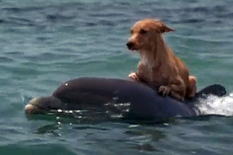 Kisah Seekor Lumba-lumba Penyelamat Anjing