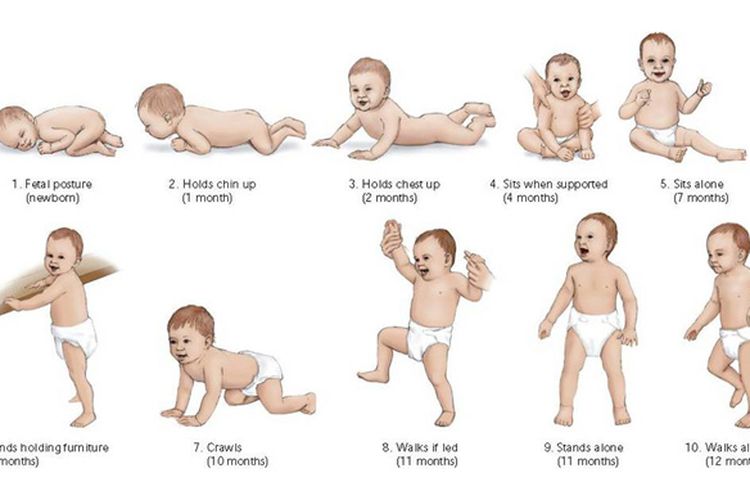 Hasil gambar untuk perkembangan bayi