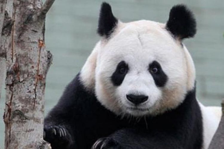 Berita Keluarga Panda Terbaru Hari Ini - National Geographic