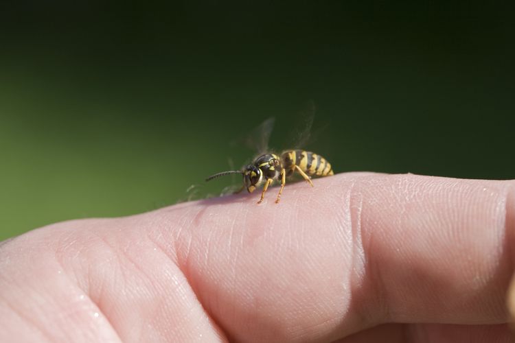 Cara mengusir lebah kepala