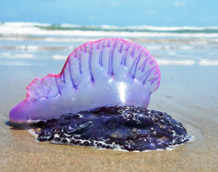 8 Hewan Laut Paling Berbahaya Dan Mematikan Semua Halaman