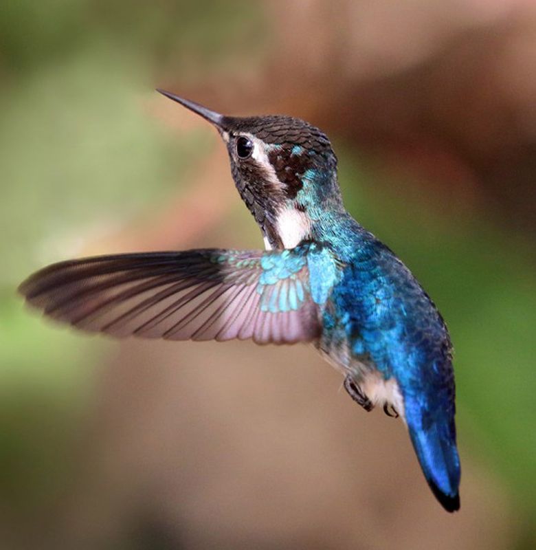 Kenali Burung Terkecil Di Dunia Bobo