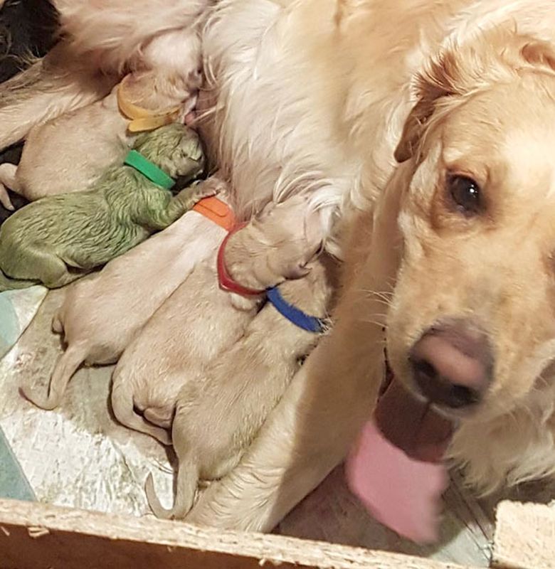 Di Skotlandia Ada Anak Anjing Warna Hijau Bobo