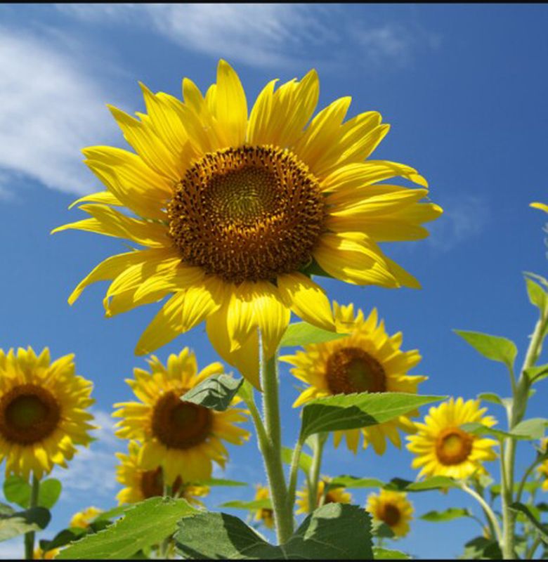 5 Fakta Unik Bunga Matahari Bobo