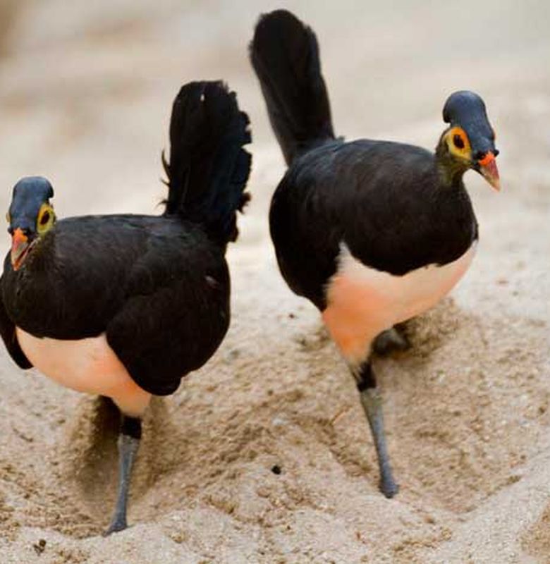 Maleo Si Burung Mirip Ayam Bobo
