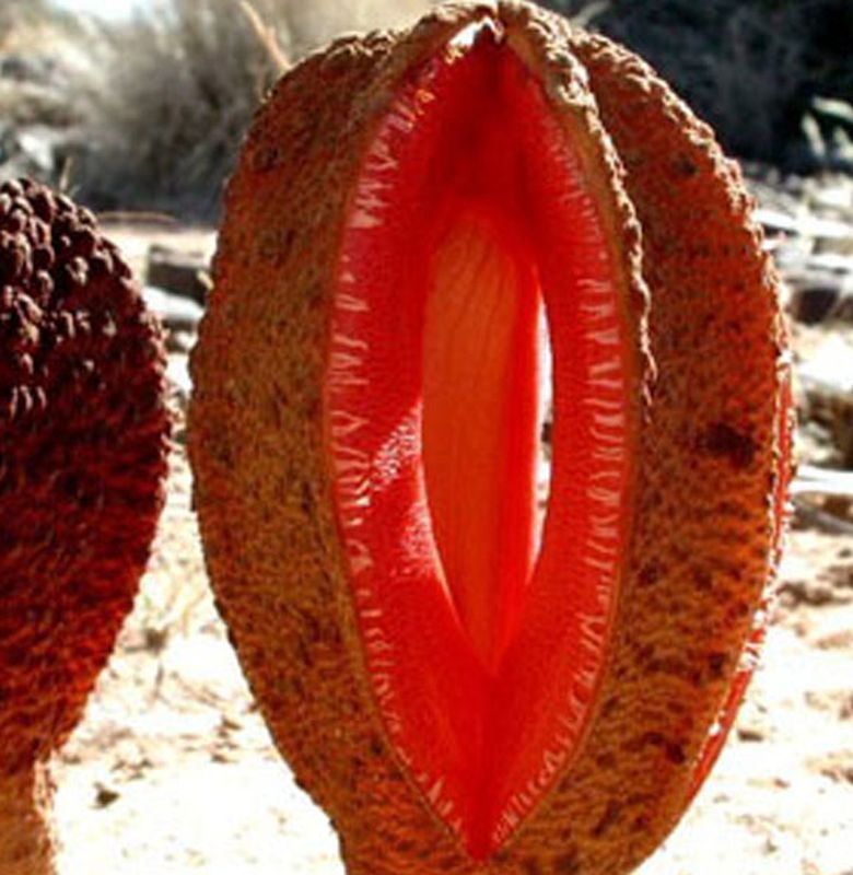 Berita Tanaman Jackal Food Terbaru Hari Ini - Bobo