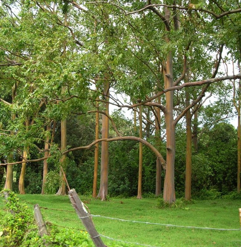 Pohon Pelangi: Batang Berubah Warna Seperti Lukisan Langka!