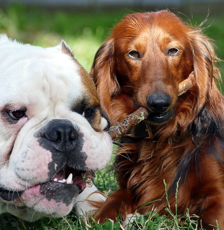 5 Fakta Seru Seputar Anjing Bobo