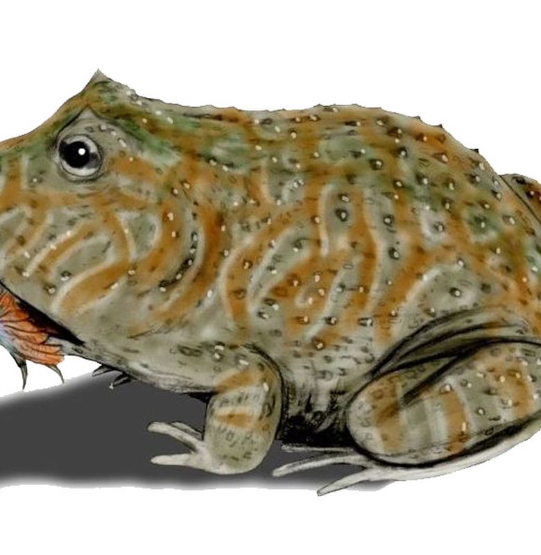 Berita Beelzebufo Ampinga Terbaru Hari Ini Bobo