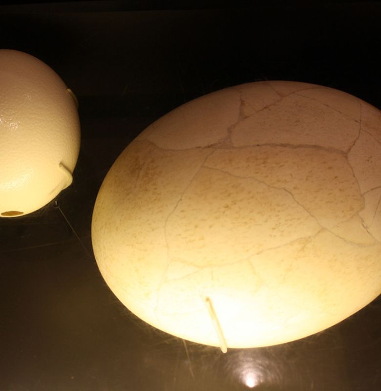 5 Telur Berukuran Tak Biasa Bobo