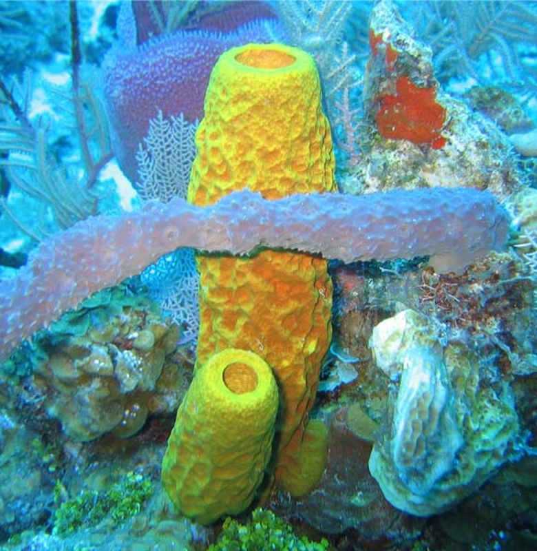 Spongebob Hidup Di Laut Indonesia Bobo