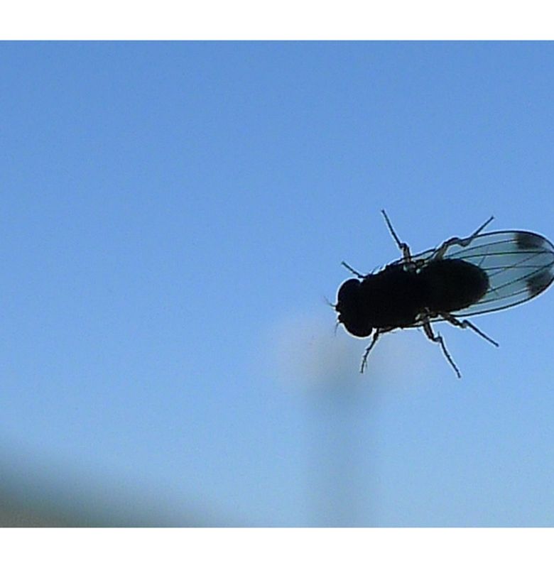 Kenapa Lalat Takut Pada Kantung Plastik Berisi Air Bobo Kenapa Lalat Takut Pada Kantung Plastik Berisi Air Bobo