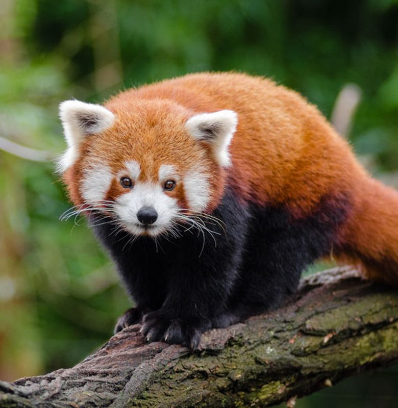 Panda Merah Dan Kiang 2 Hewan Unik Dari Benua Asia Bobo