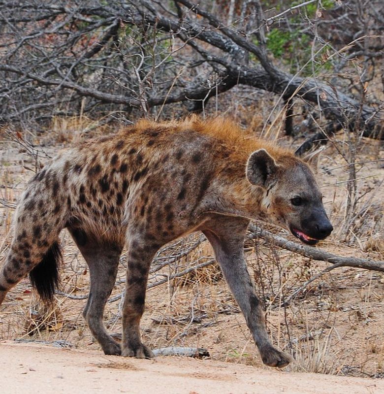 Berkenalan Lebih Dekat Dengan Hiena Bobo