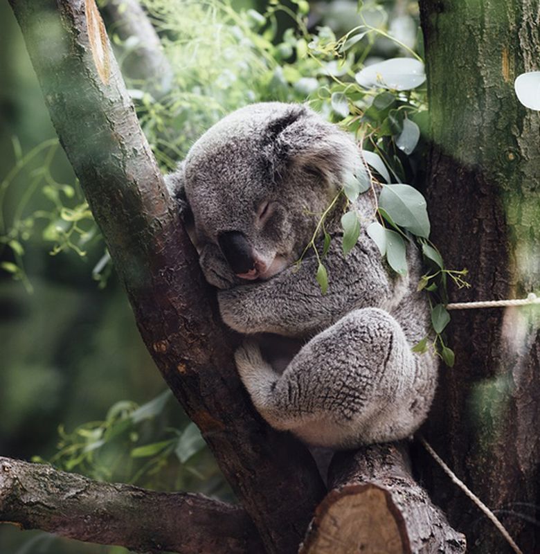 Cerita Koala Yang Suka Tidur Sambil Memeluk Pohon Bobo