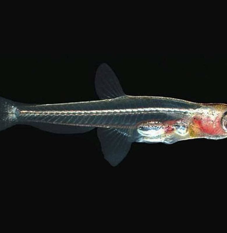 Berita Paedocypris Ikan Transparan Terbaru Hari Ini Bobo