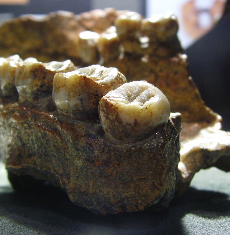 60 Persen Fosil Manusia Purba Ternyata Ditemukan Di Indonesia Bobo