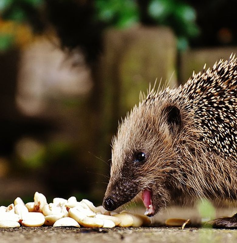 Bagaimana Proses Terbentuknya Duri Landak Bobo