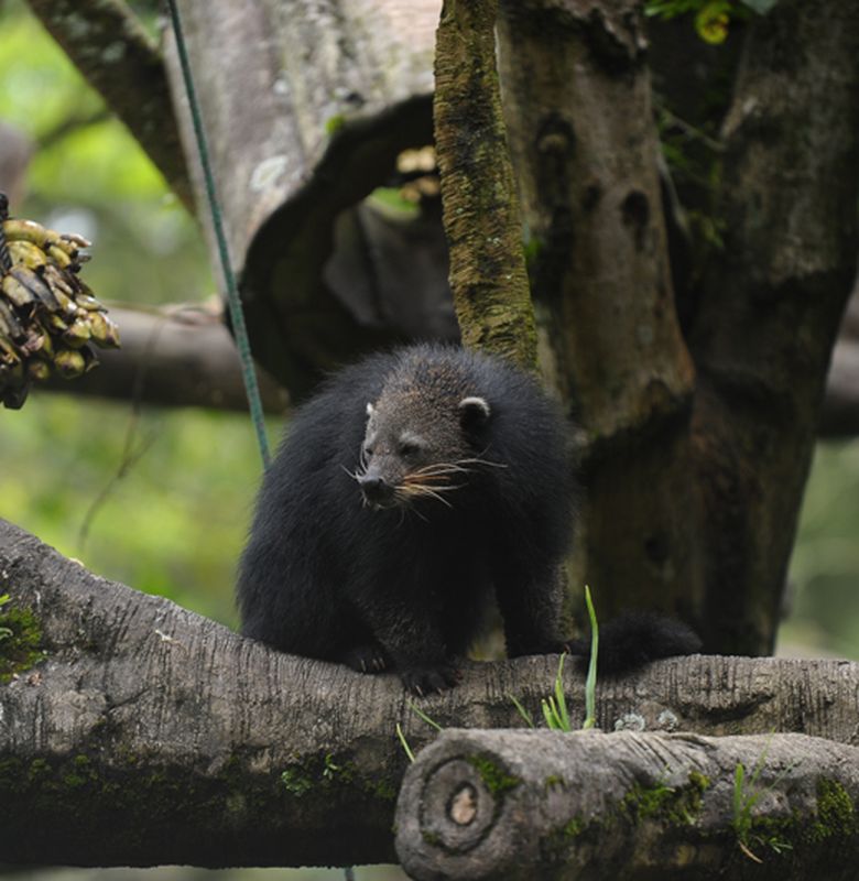 Mengenal Binturung Hewan Yang Mengeluarkan Aroma Popcorn Bobo