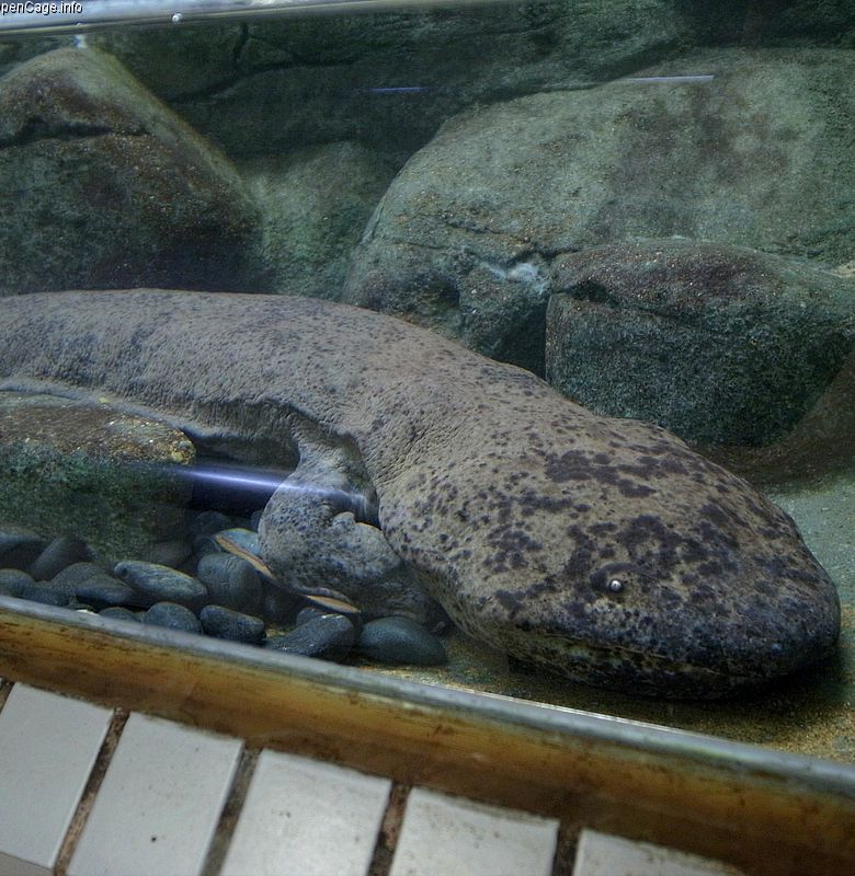 Salamander Raksasa Hewan Purba Yang Masih Hidup Sampai Sekarang