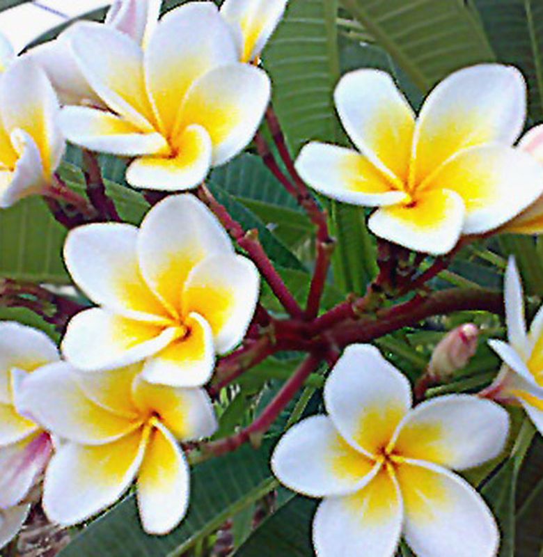 Bunga Kamboja Cantik Tapi Ditakuti Semua Halaman Bobo