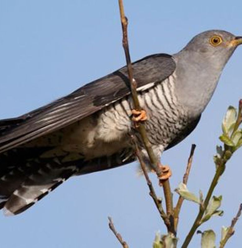 Serba Serbi Burung Cuckoo Bobo