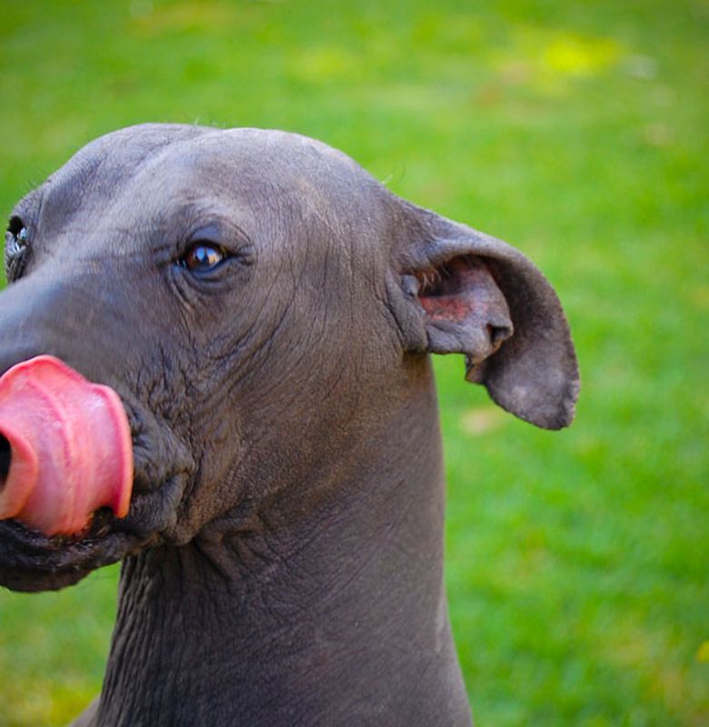 Xoloitzcuintli Anjing Tak Berbulu Di Film Animasi Coco Semua