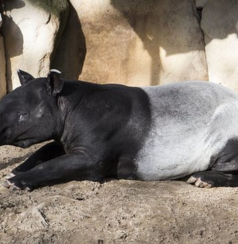 Hewan Langka Ini Ditemukan Berkeliaran Di Sekitar Rumah Warga Bobo