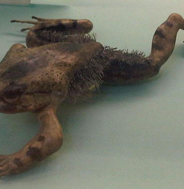 Katak Berbulu Yang Mematahkan Tulang Jarinya Semua Halaman Bobo