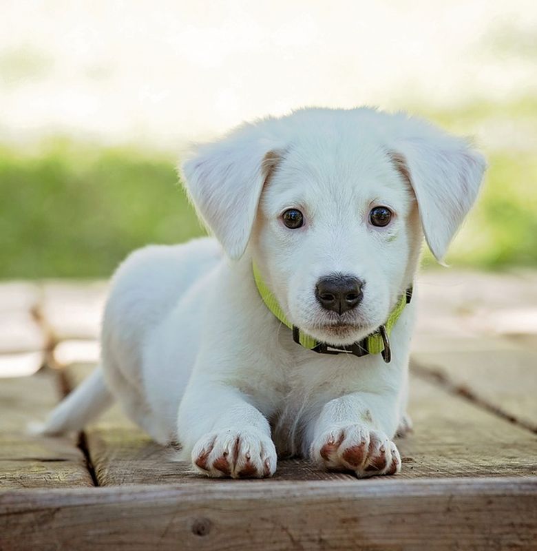 Berbahayakah Kalau Anjing Mengalami Infeksi Pada Telinga Bobo Berbahayakah Kalau Anjing Mengalami Infeksi Pada Telinga Bobo