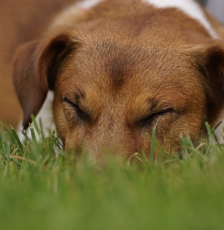 Mengapa Anjing Berputar Putar Sebelum Berbaring Bobo