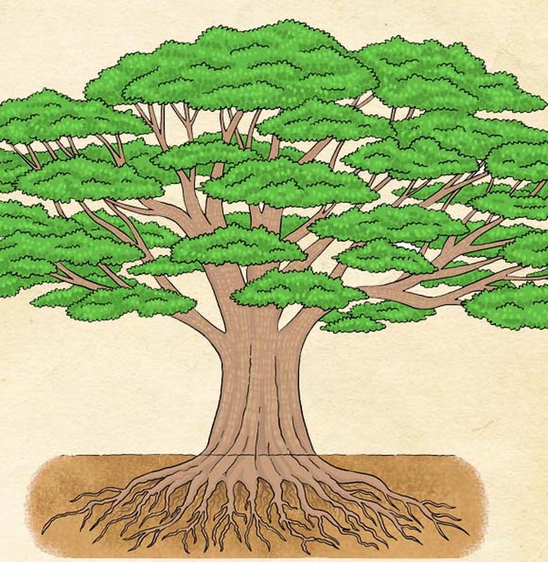 Bagian Bagian Pohon Dan Manfaatnya Bagi Kehidupan Kita Semua Halaman Bobo